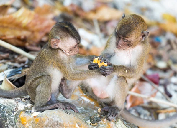 Walki małpy młode na plaży Monkey Phi Phi Island o Th — Zdjęcie stockowe