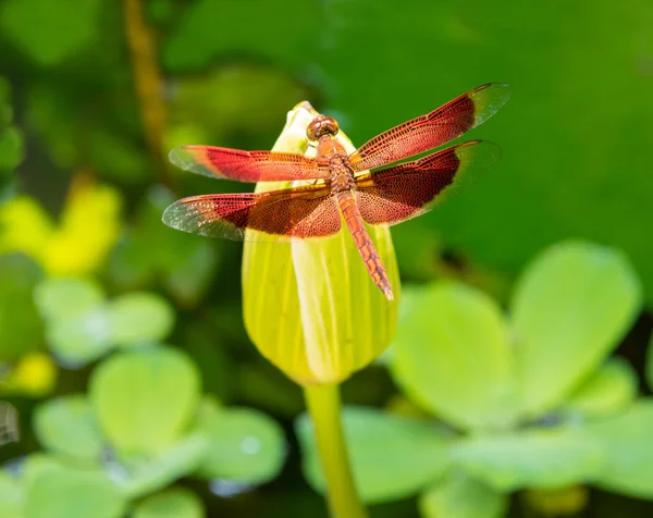 Libélula roja en la flor de loto en la jungla de Tailandia —  Fotos de Stock