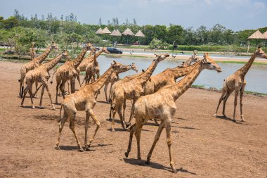 Zürafalar Safari Dünya Hayvanat Bahçesi Park Bangkok fotoğrafı