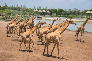 giraffes photographed in Safari World zoo park in Bangkok clipart