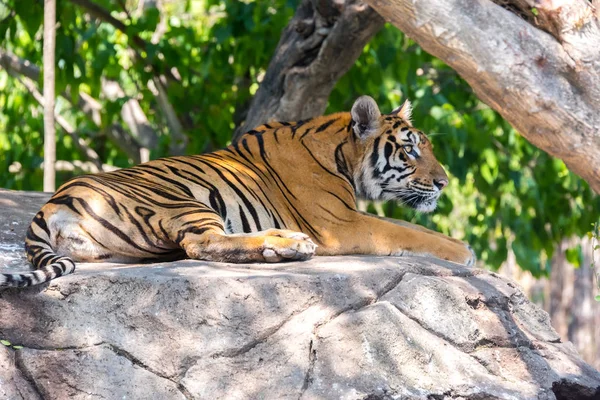 Tigre siberiano no Safari World, Bangkok Tailândia — Fotografia de Stock