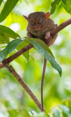 endemik hayvan Tarsier uyku Bohol Tarsier sanct adlı bir ağaçta