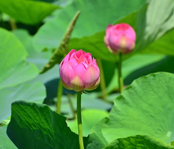 Lotus çiçeği ve Lotus çiçek bitki su birikintisi içinde — Stok fotoğraf