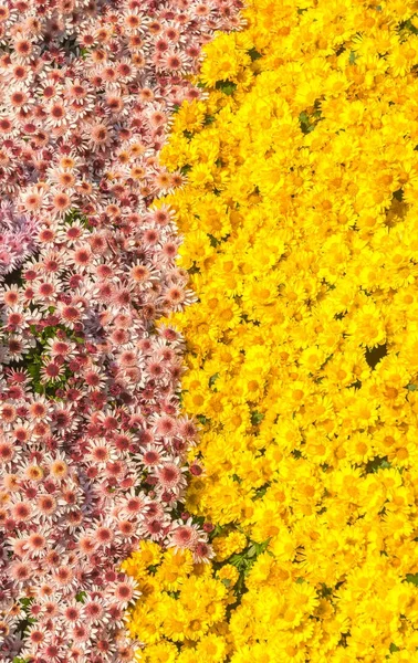 Sfondo floreale al giardino botanico — Foto Stock