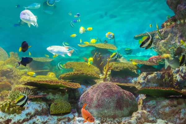 Тропические рыбы в аквариуме Районг, Таиланд — стоковое фото