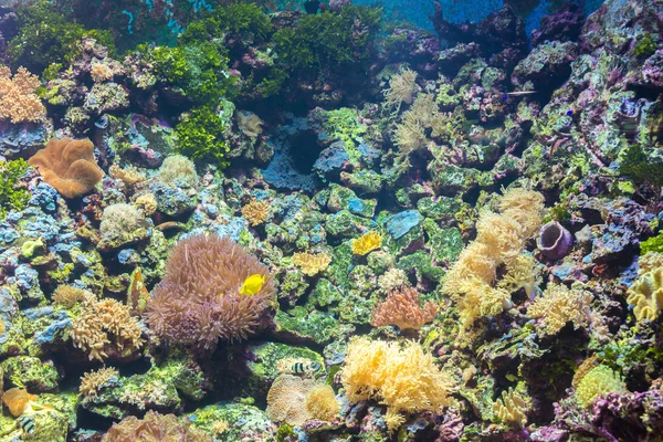 Tropische Fische im Rayong Aquarium, Thailand — Stockfoto