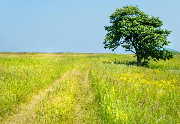 Eenzame boom op de weg van Russische eiland Putyatin — Stockfoto