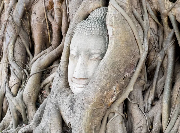 Hoofd van Boeddhabeeld in de boomwortels van de tempel van Wat Mahathat, — Stockfoto