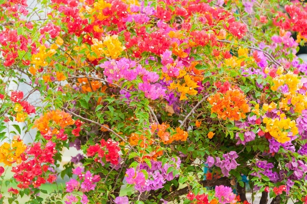 Hermoso árbol de flores en Tailandia — Foto de Stock