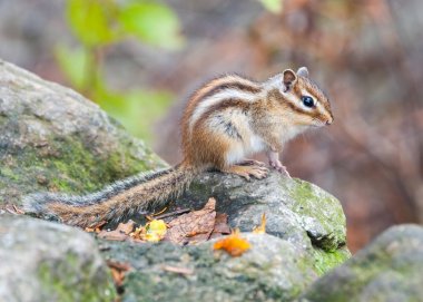 Sibirya chipmunk - sembol hayvan Seoraksan Ulusal p