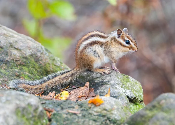 Siberian chipmunk - symbol animal of the of Seoraksan National P — Stock Photo, Image