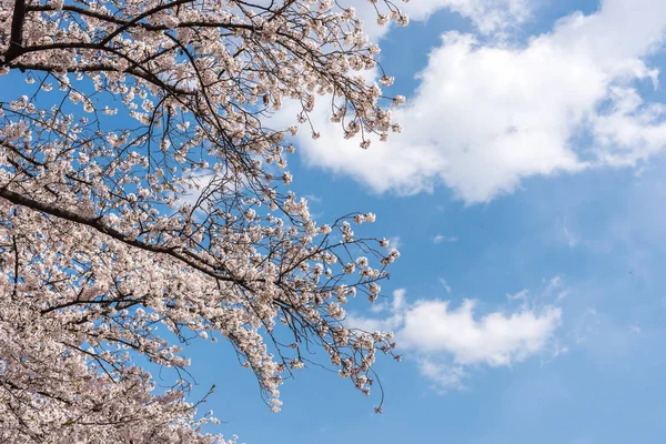 Cherry blossoms close up in seoul south korea. Cherry blossoms — Stock Photo, Image