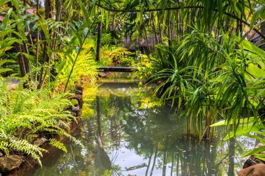Koh Chang Adası'nda thailands parkta Landsaft tasarım gölet