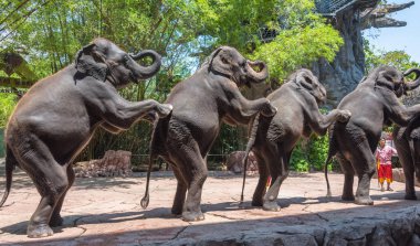 Grup fil Safari dünya Park'ta Bangkok 31 Mart 2015 tarihinde