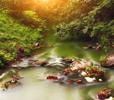 Dağ ormanının derinliklerinde bir nehir. Doğa bileşimi.