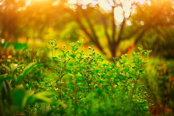 yaz çiçek çayır. Sığ derinlik-in tarla