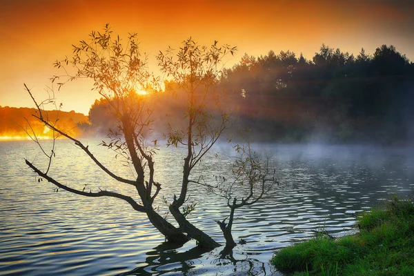 Yalnız ağaç güneş doğarken bir gölde büyüyen — Stok fotoğraf