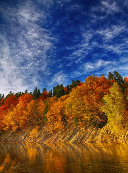 Foresta autunnale lungo il fiume — Foto Stock