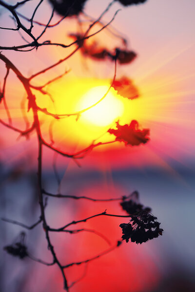 Abstract Plant Silhouette at sunset. Shallow depth of field