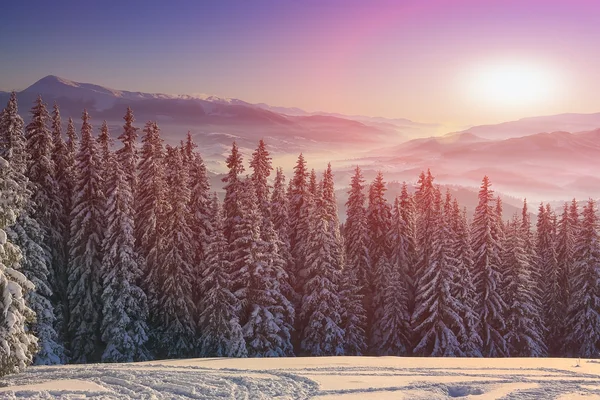 Pine tree in winter at sunset in the mountains — Stock Photo, Image