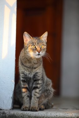 yerli kedi mesafe içine seyir