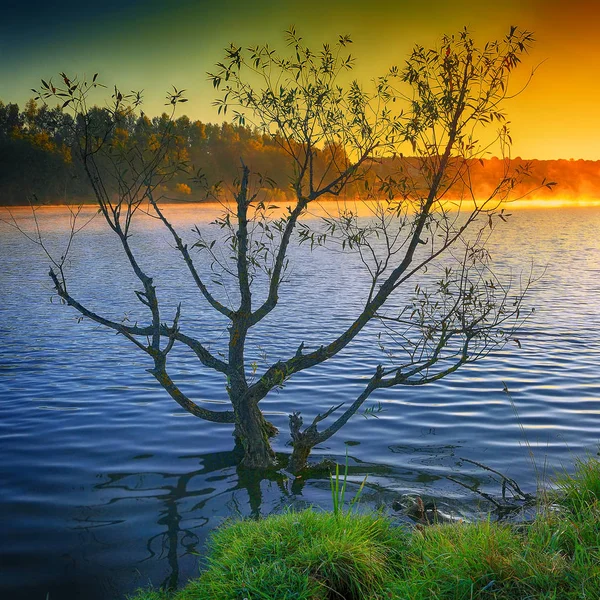 Yalnız ağaç güneş doğarken bir gölde büyüyen. — Stok fotoğraf