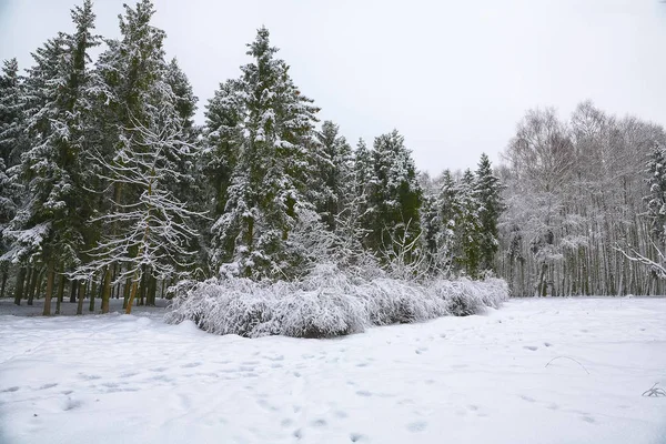 Arbres de Noël couverts de neige dans le parc de la ville — Photo
