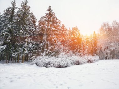 Noel ağaçları şehir parkı kar ile kaplı