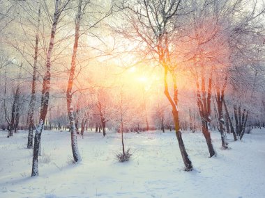 Güzel kış günbatımı Karda ağaçlarla