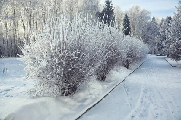 Arbustes avec neige et givre au parc de la ville — Photo