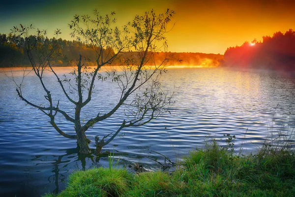 Árvore solitária crescendo em uma lagoa ao nascer do sol . — Fotografia de Stock