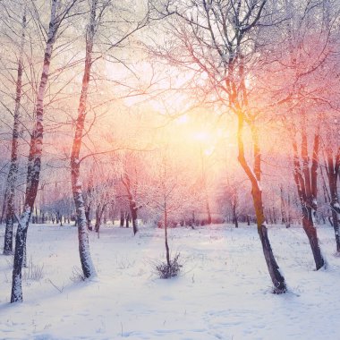Güzel kış günbatımı Karda ağaçlarla