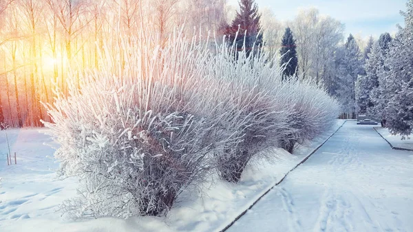 Arbustes avec neige et givre au parc de la ville — Photo