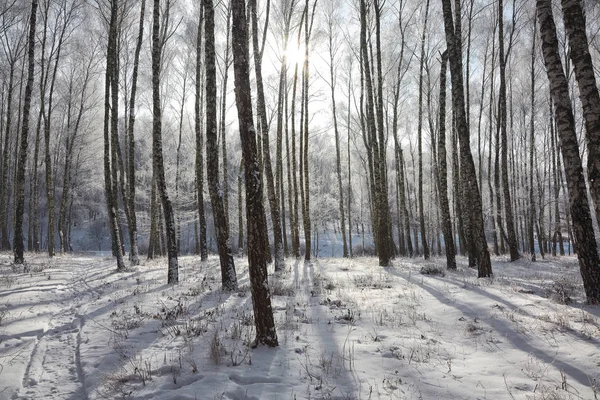 雪の中の木が美しい冬の日 — ストック写真