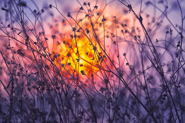 Dried flowers on a background sunset — Stock Photo, Image