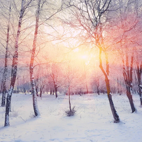 Hermosa puesta de sol de invierno con árboles en la nieve —  Fotos de Stock