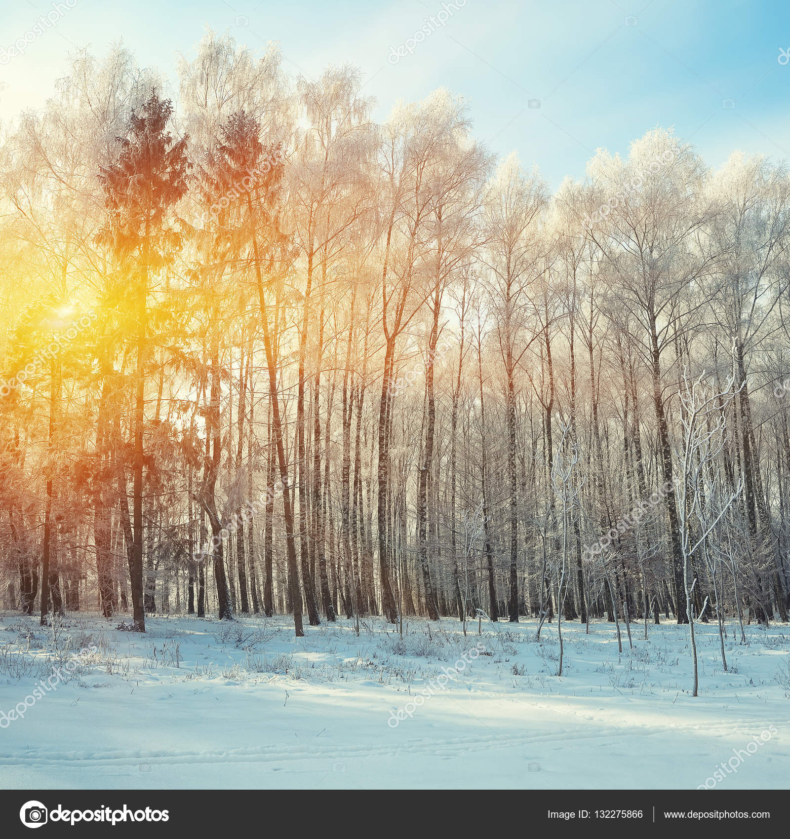 Beautiful winter sunset with birch trees in the snow — Stock Photo