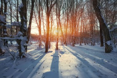 Güzel kış günbatımı Karda ağaçlarla