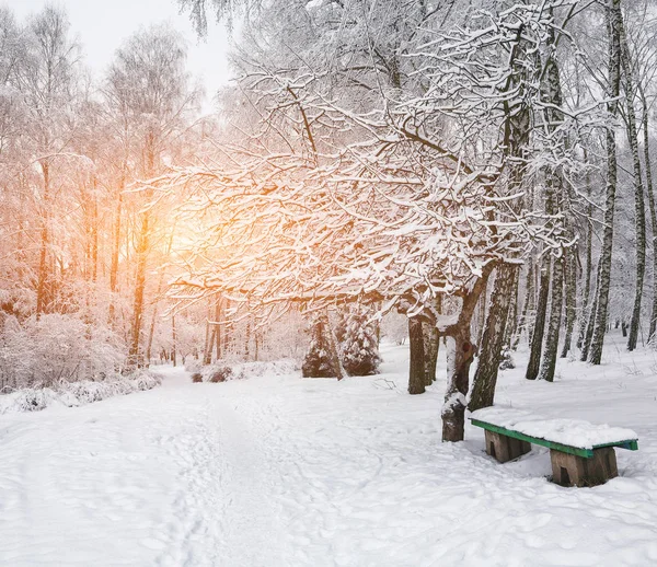 Banco do parque e árvores cobertas por neve pesada — Fotografia de Stock