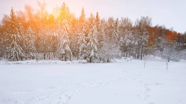 Beau coucher de soleil d'hiver avec des arbres dans la neige — Photo