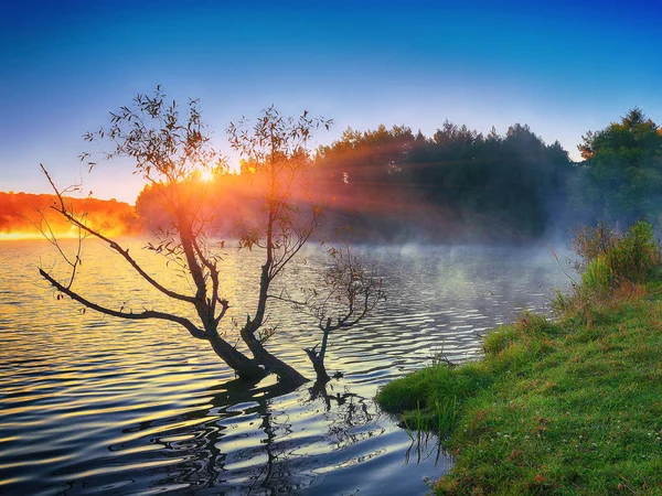 Ensamt träd växer i en damm på sunrise — Stockfoto