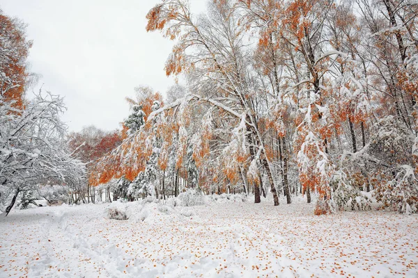 Folhas de outono caídas na neve na floresta — Fotografia de Stock