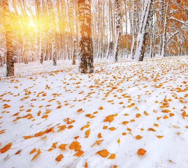 Neve coberto de árvores na madeira.Primeira neve na floresta — Fotografia de Stock