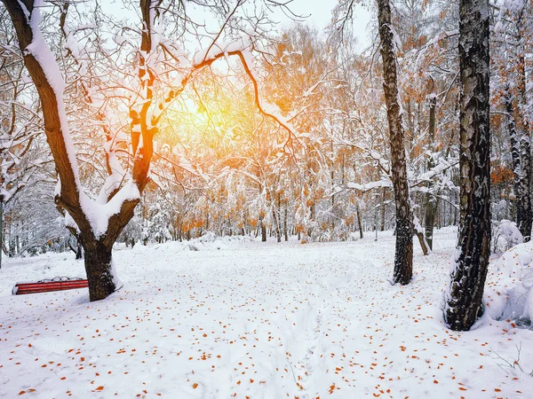 Árboles cubiertos de nieve en el parque de la ciudad —  Fotos de Stock