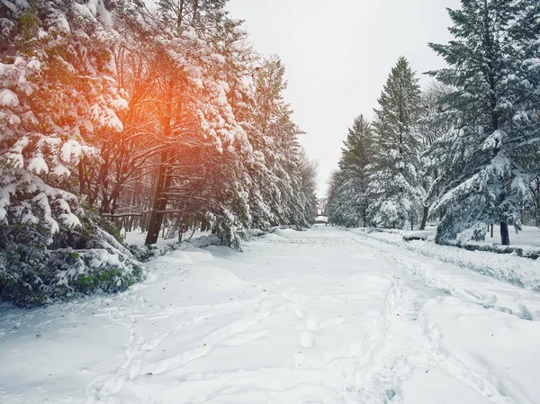 Árvores cobertas de neve no parque da cidade — Fotografia de Stock