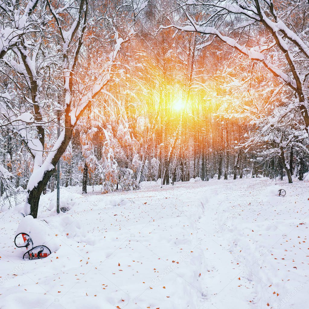 Snow-covered trees in the city park