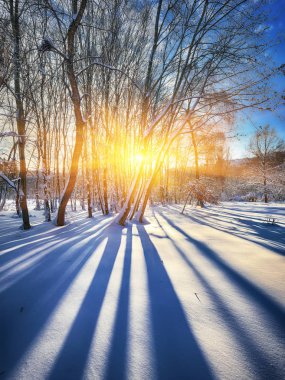 Güzel kış günbatımı Karda ağaçlarla