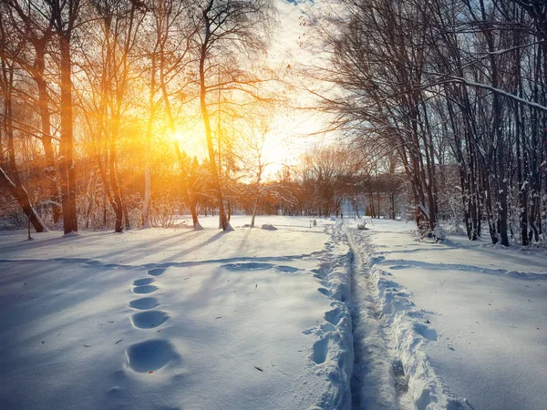 Beautiful winter sunset with trees in the snow — Stock Photo, Image