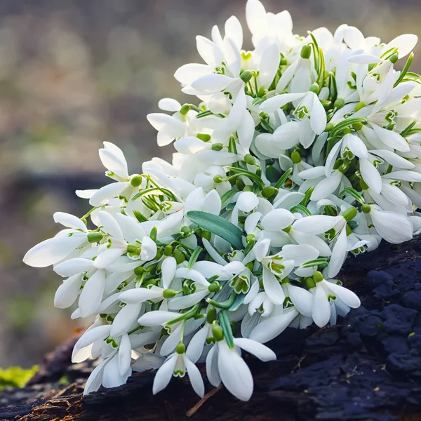 Buquê de flores de queda de neve primavera florescendo em dia ensolarado — Fotografia de Stock