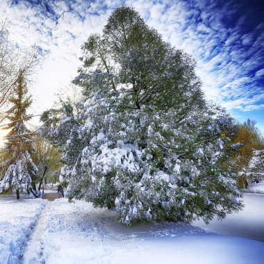 Güneş ışığı çam ağaçları kış tatili